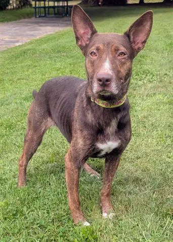 Bindi - Australian Kelpie