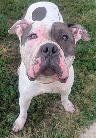 Mclovin - Pit Bull Terrier
