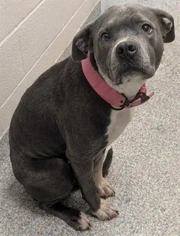 Girlie - Pit Bull Terrier
