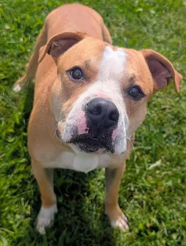 Nugs - Pit Bull Terrier