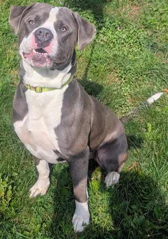 Gaston - American Bulldog