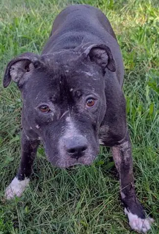 Mileena - Pit Bull Terrier