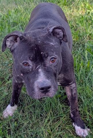 MILEENA, a dog for adoption from Summit County Animal Control