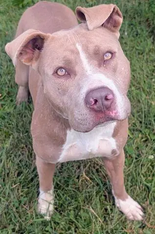 Abraham - Pit Bull Terrier