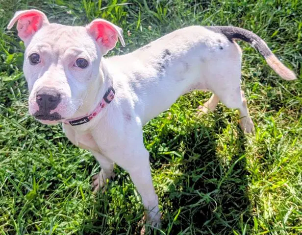 Sweet Dee - American Pit Bull Terrier