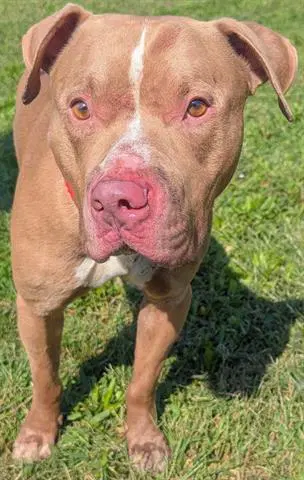 Ajax - Pit Bull Terrier