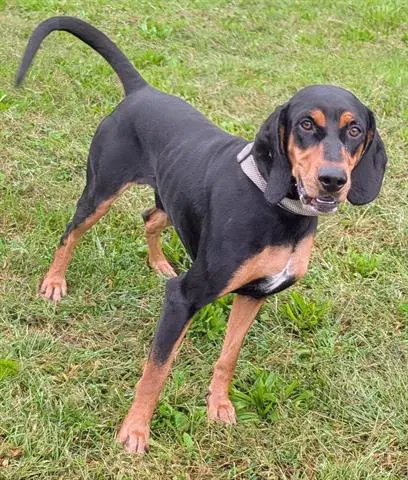 Razor - Black and Tan Coonhound