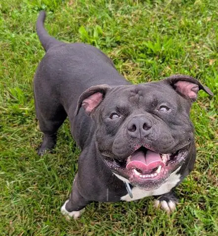 Zilla - Pit Bull Terrier