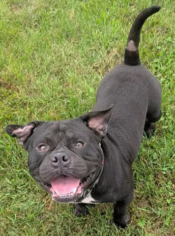 Kong - Pit Bull Terrier