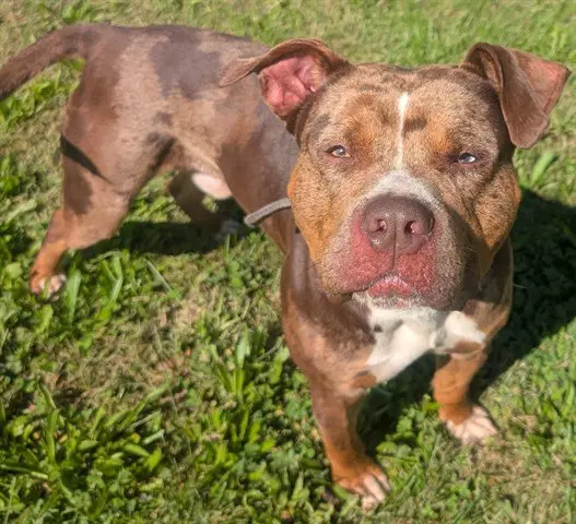 Pepe - Pit Bull Terrier