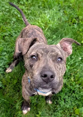 Dennis The Menace - Pit Bull Terrier