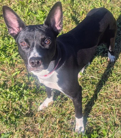 Sun Flower, Toy Fox Terrier