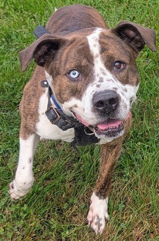 Boomerang, Pit Bull Terrier
