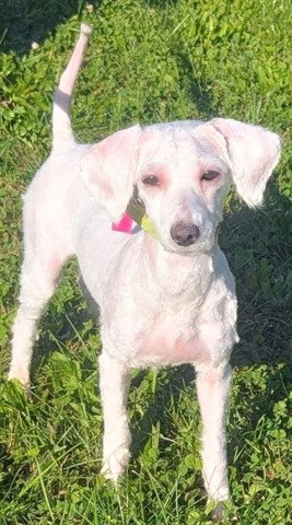 MARNY, a dog for adoption from Summit County Animal Control