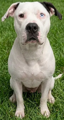 Everly - American Bulldog