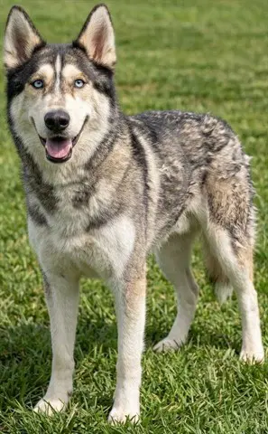 Togo - Siberian Husky