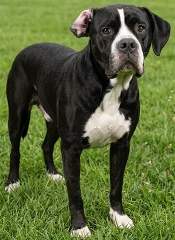 Jacqueline - Mastiff