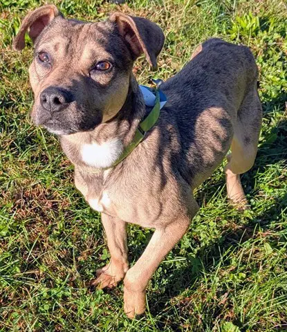Hudson - Pit Bull Terrier