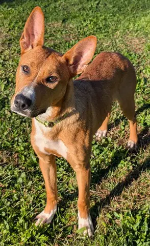 Rocco - Carolina Dog
