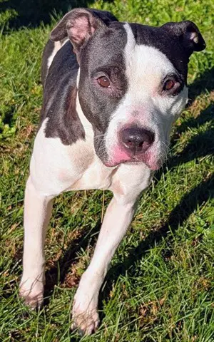 Mary-Kate - Pit Bull Terrier