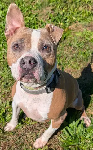 Bubba - Pit Bull Terrier