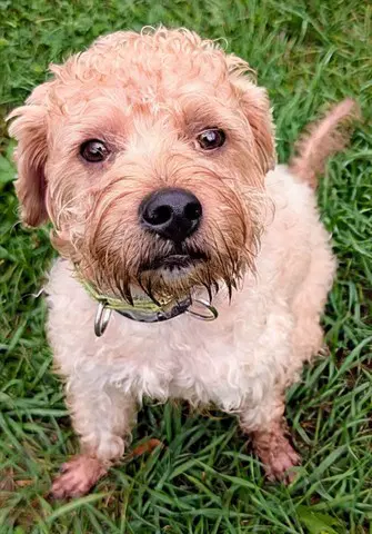 Chance - Poodle (Standard)