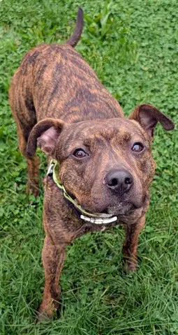 Twix - Pit Bull Terrier