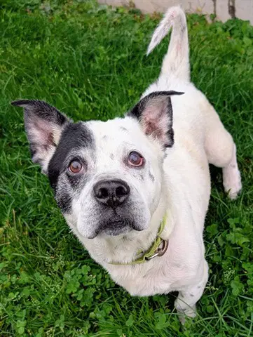 Smokey - Australian Cattle Dog/Blue Heeler