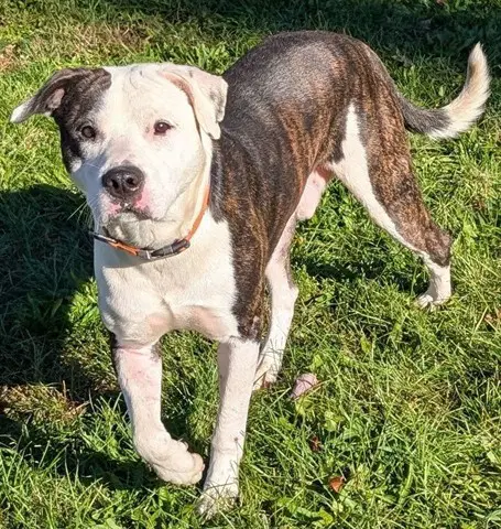 Ripley - Staffordshire Bull Terrier