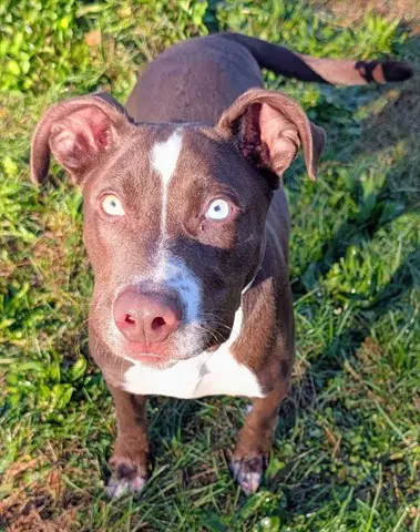 Liberty Bibberty - American Staffordshire Terrier