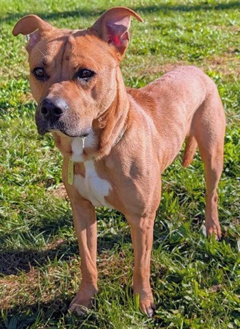 Milo