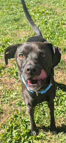 Megan - Pit Bull Terrier
