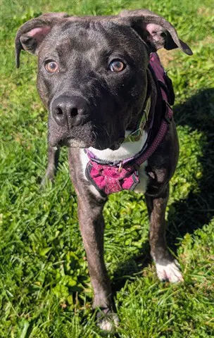 Swift - Pit Bull Terrier