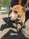 adoptable Dog in franklin, IN named Schmo
