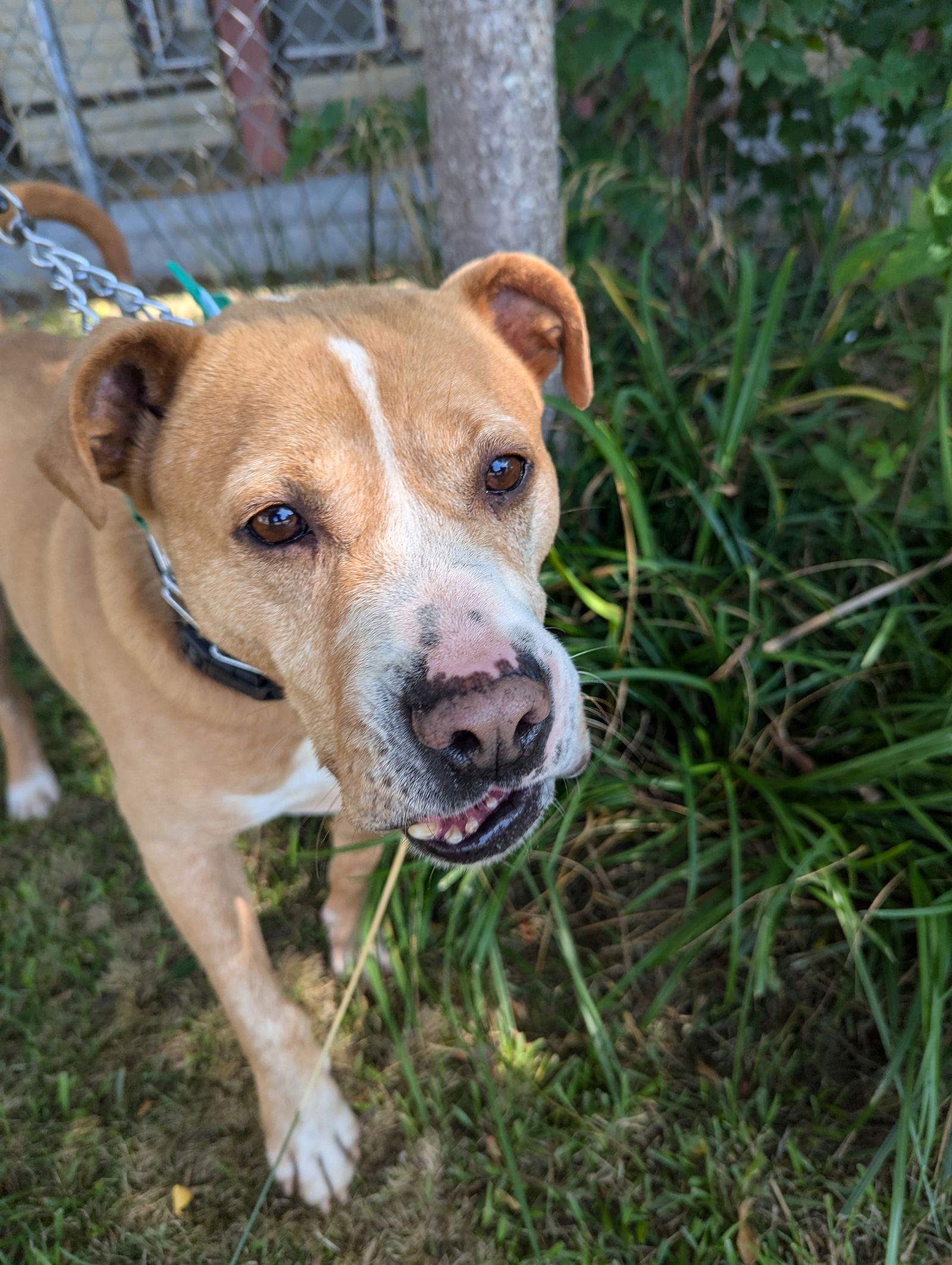 adoptable Dog in Franklin, NC named Schmo