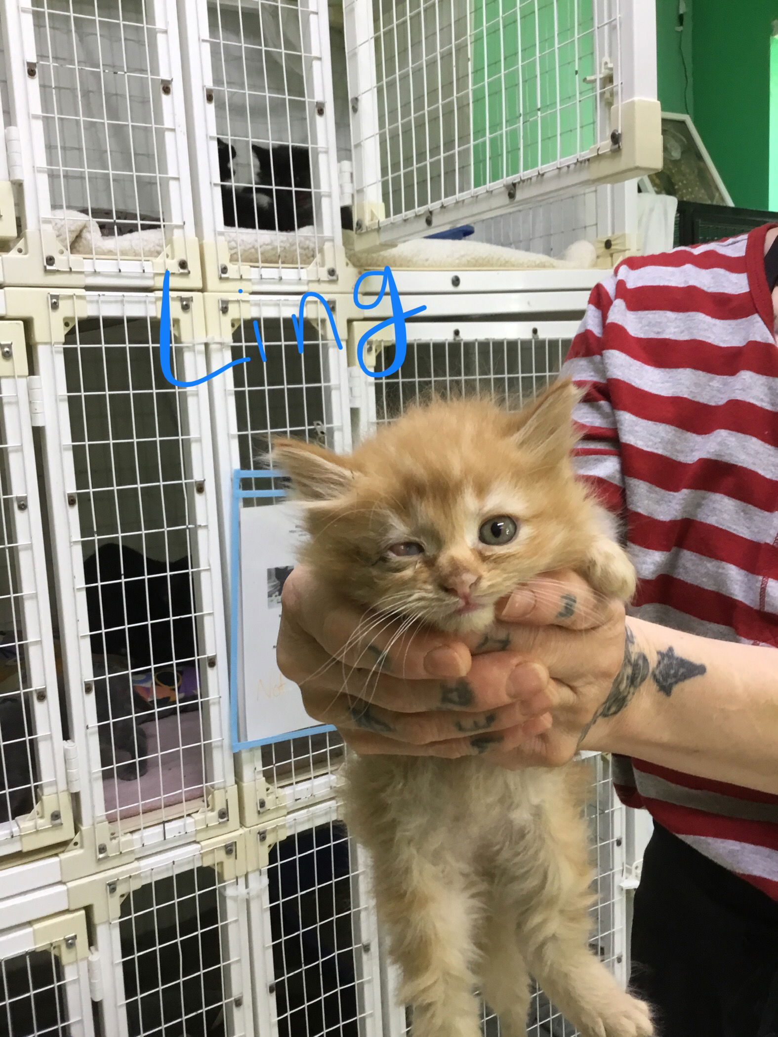 Cats For Adoption In Pickens County South Carolina Alpha Paw