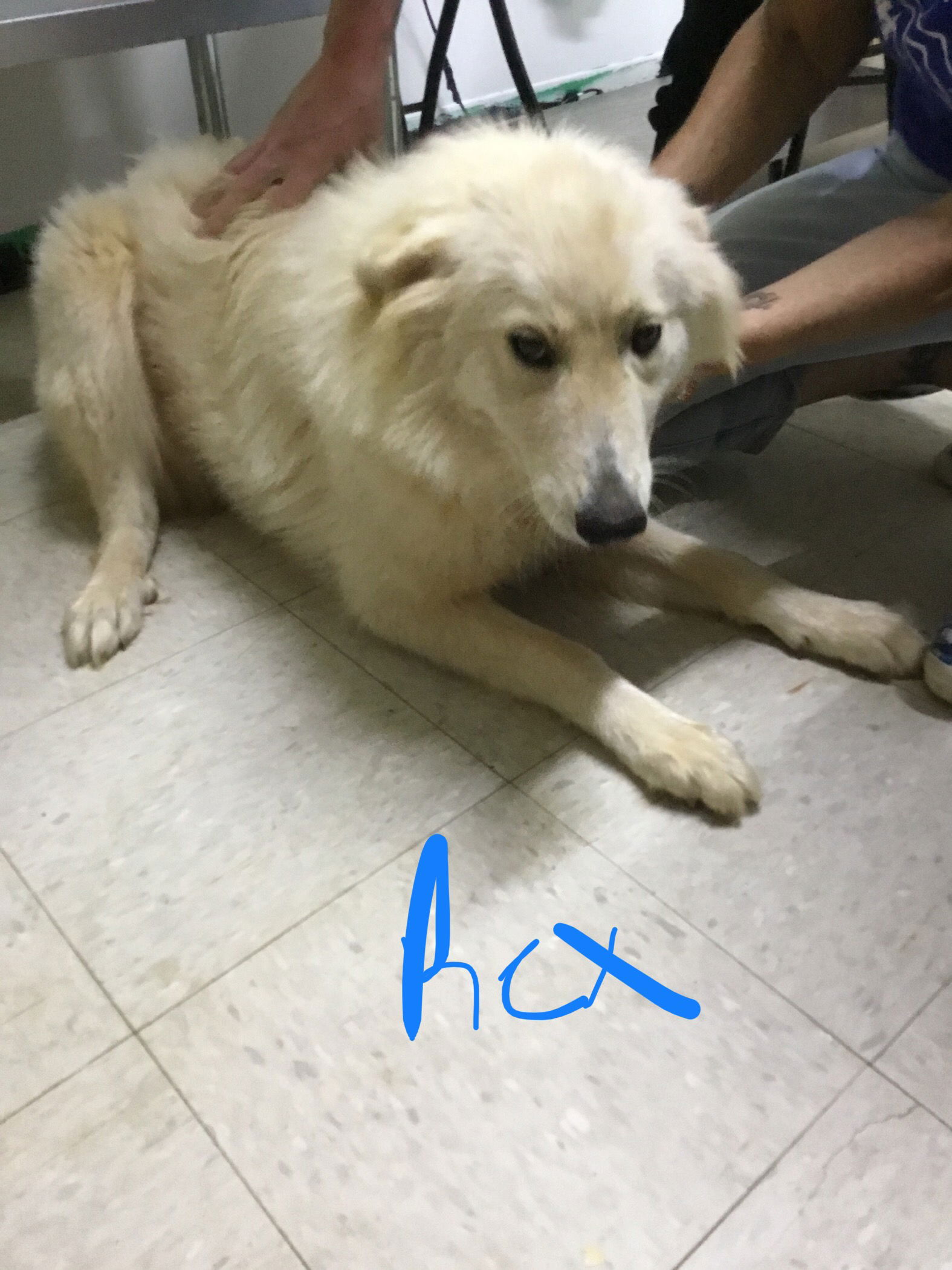 dog-for-adoption-rex-a-great-pyrenees-in-liberty-sc-alpha-paw