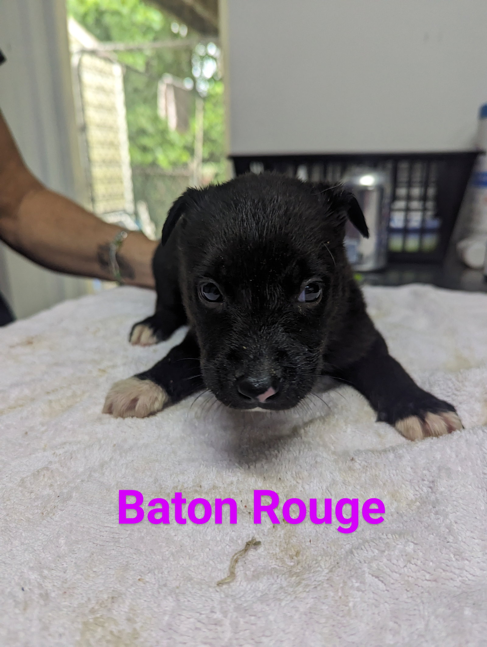 Dog for Adoption Baton Rouge, a Labrador Retriever in Cleveland, GA