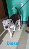 adoptable Dog in franklin, IN named Diesel