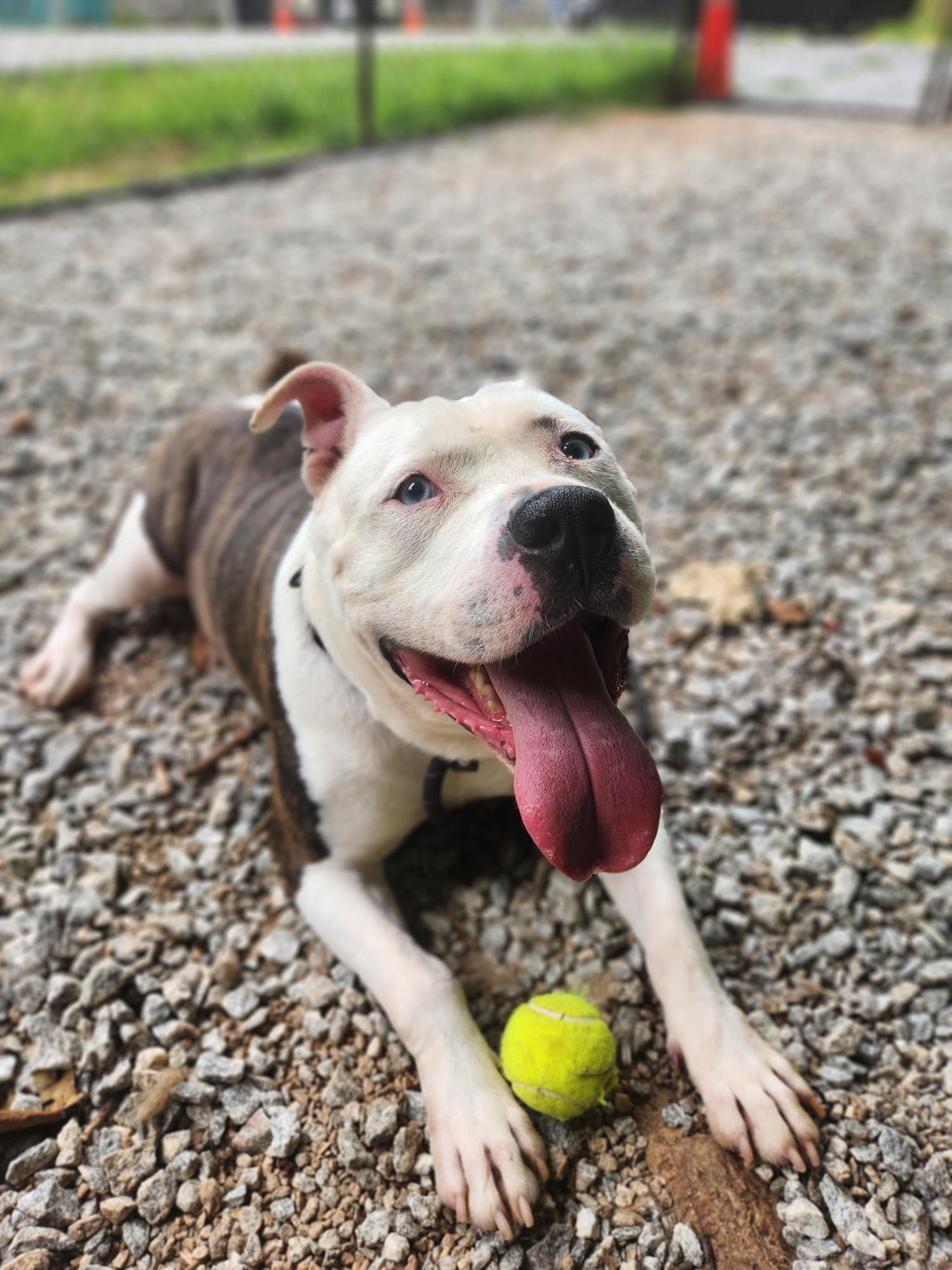 adoptable Dog in Franklin, NC named Diesel