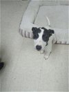 adoptable Dog in franklin, NC named Matilda