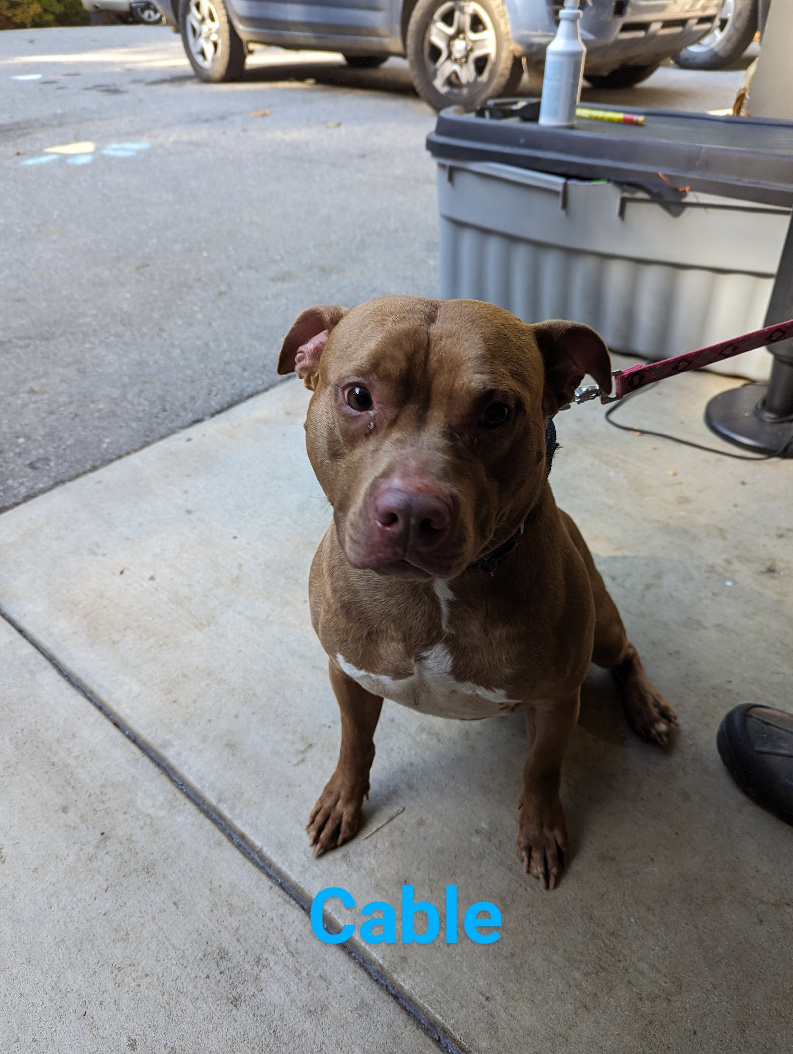 adoptable Dog in Franklin, NC named Cable