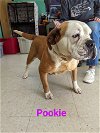 adoptable Dog in  named Pookie