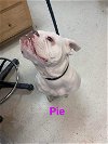 adoptable Dog in franklin, IN named Pie