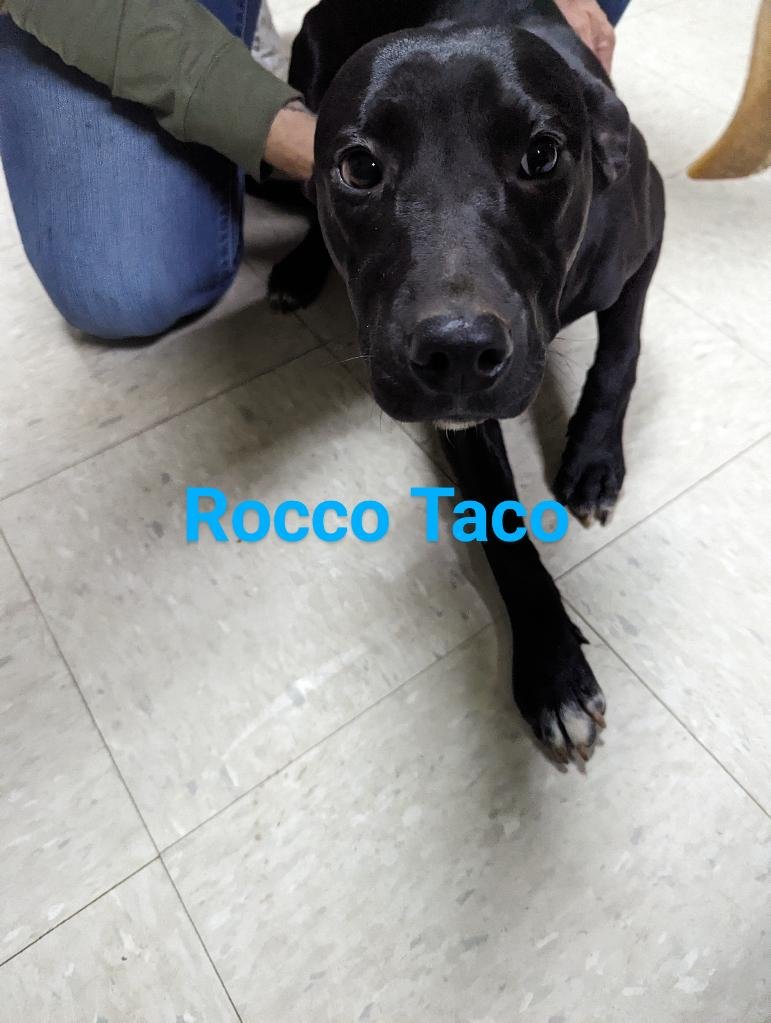 adoptable Dog in Franklin, NC named Rocco Taco