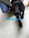 adoptable Dog in  named Rocco Taco