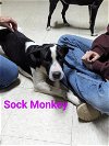 adoptable Dog in  named Sock Monkey