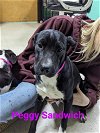 adoptable Dog in  named Peggy Sandwich