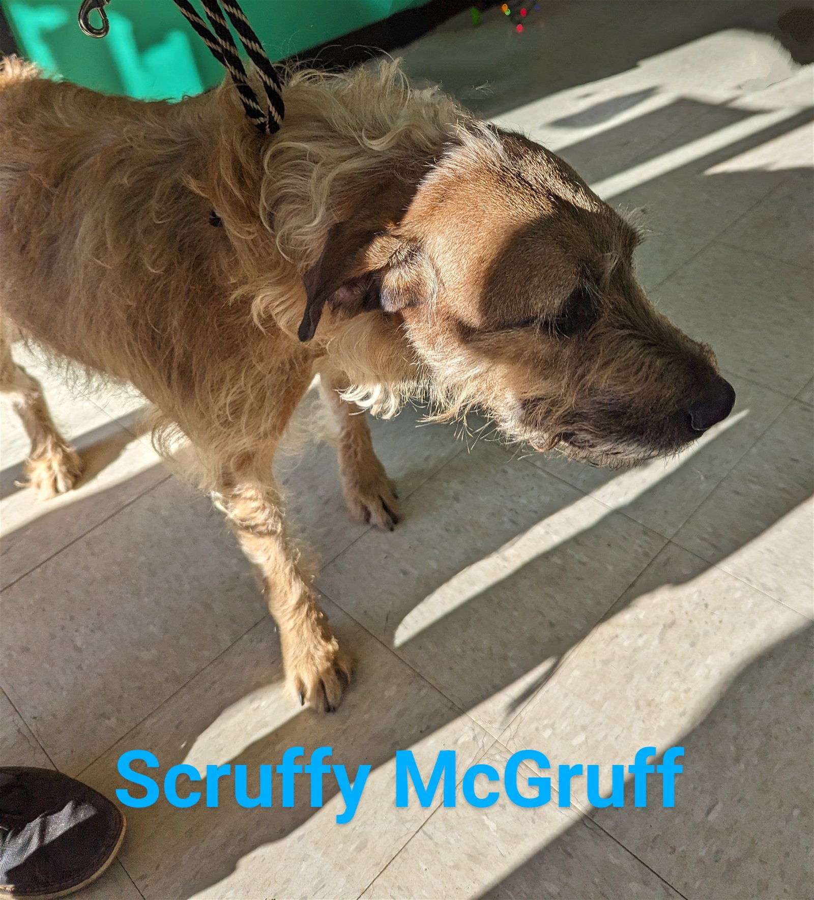 adoptable Dog in Franklin, NC named Scruffy McGruff