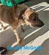 adoptable Dog in franklin, IN named Scruffy McGruff